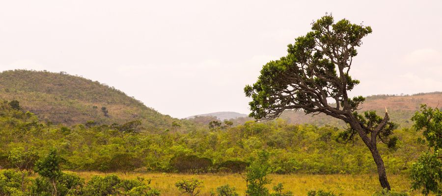 Exploração Agrossilvipastoril