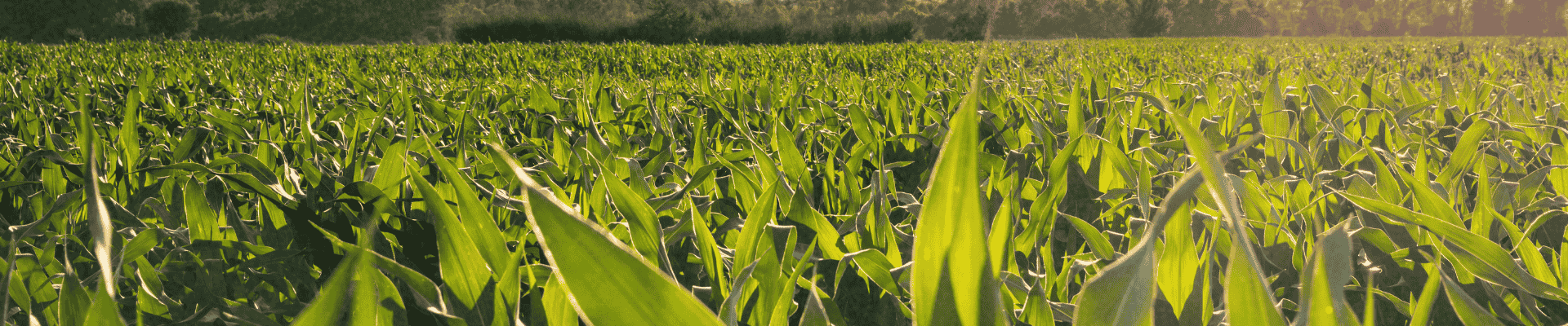 Atenção, setor agro: As isenções caíram. O crédito ficou mais caro!
