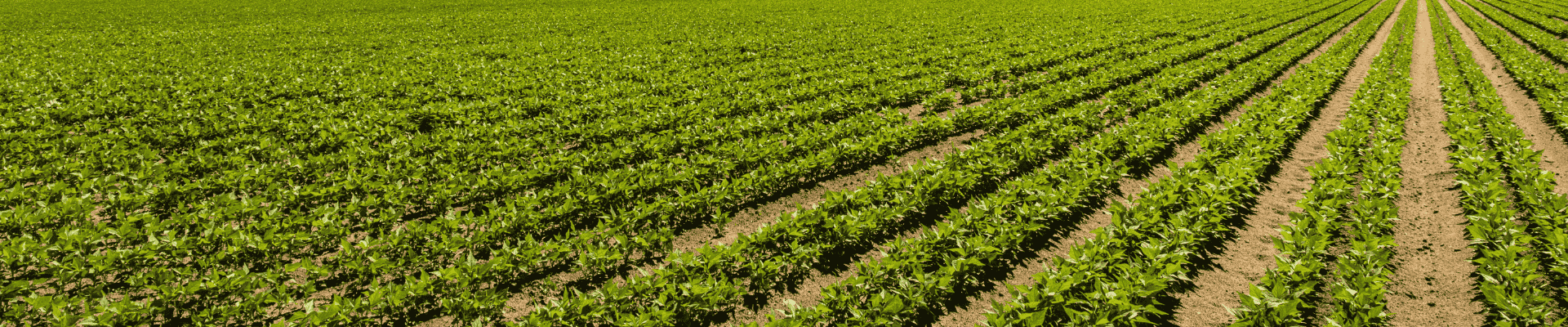 Juiz decide que Produtor Rural sem Cadastro na Junta Comercial não é apto a renegociação de débitos por meio de pedido de Recuperação Empresarial